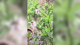 Ashe Maree put on display his chest