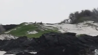 Haley420 manyvids fox rubs her tits and communicates with the chat