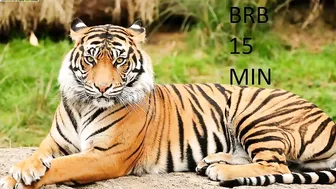 huntertiana naughty chick puts big tits