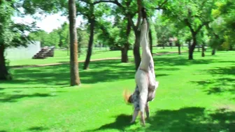 NymphoandtheBeast Luxury blonde