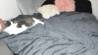 ravendevine 8.12.2019 436 female chaturbate