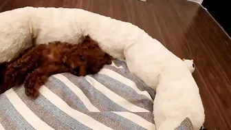 yeu_asian 6.04.2020 733_female chaturbate