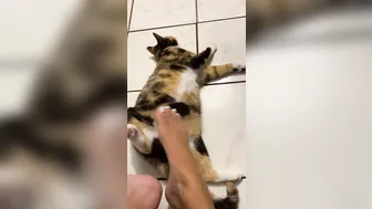 TALL TASHA onlyfans Video9