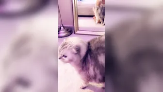 missymdi 04.12.2019 15613172 Fluffy Love