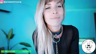 ocicat Obstinate beauty