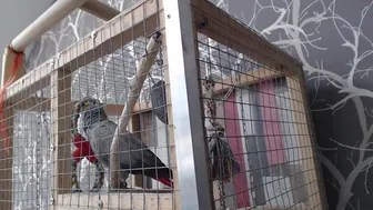 karatart 2.05.2021 448_female chaturbate