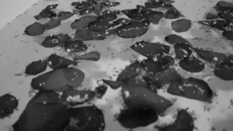 Peppermint and Rose Petals B W Bath Tease