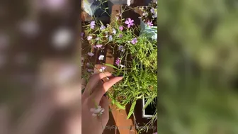 iammery (Vert.) (74)