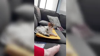 ellahollywood 2019 12 27 23 51 46 New content soon  cat says hi