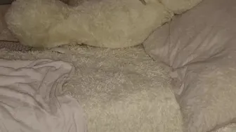 patry333-cbf-202012291406_1