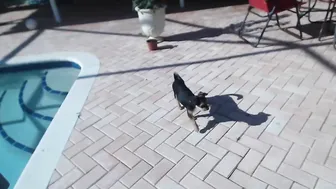 gaygirl0009  fingering pussycat in barker style