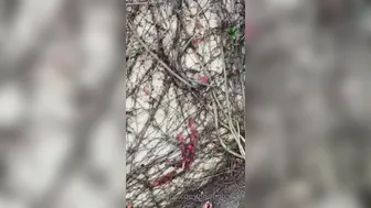 phoenixskye  onlyfans slutty