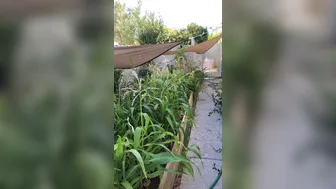 dani daniels  onlyfans  very sweet ass teased with a sex toy toy